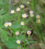 Erigeron politus. Верхушка цветущего растения. Иркутская обл., окр. пос. Большая Речка. 19.07.2013.