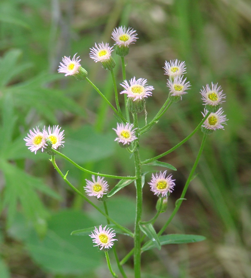 Image of Erigeron politus specimen.