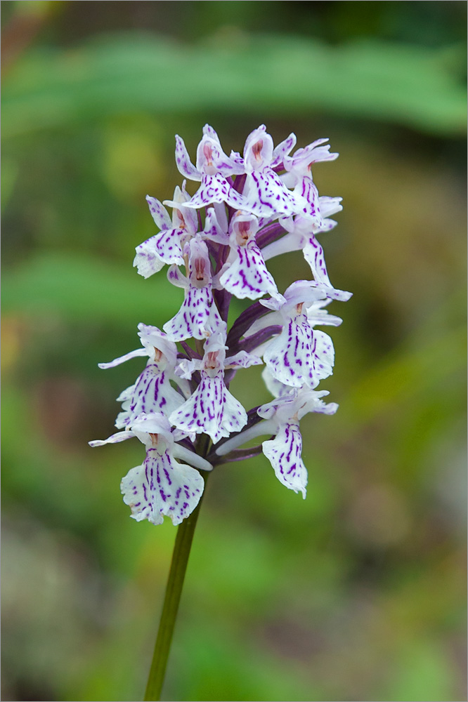 Изображение особи Dactylorhiza maculata.