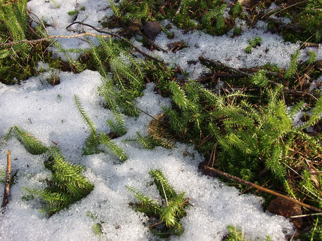 Изображение особи Lycopodium annotinum.