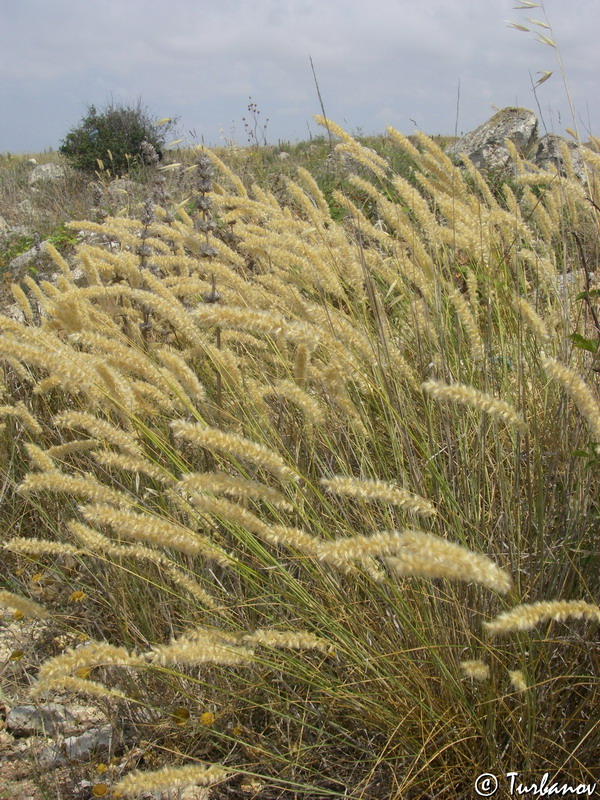 Image of Melica taurica specimen.