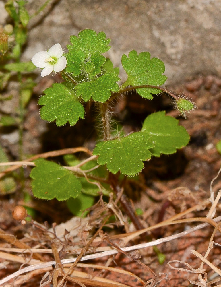 Image of Veronica cymbalaria specimen.