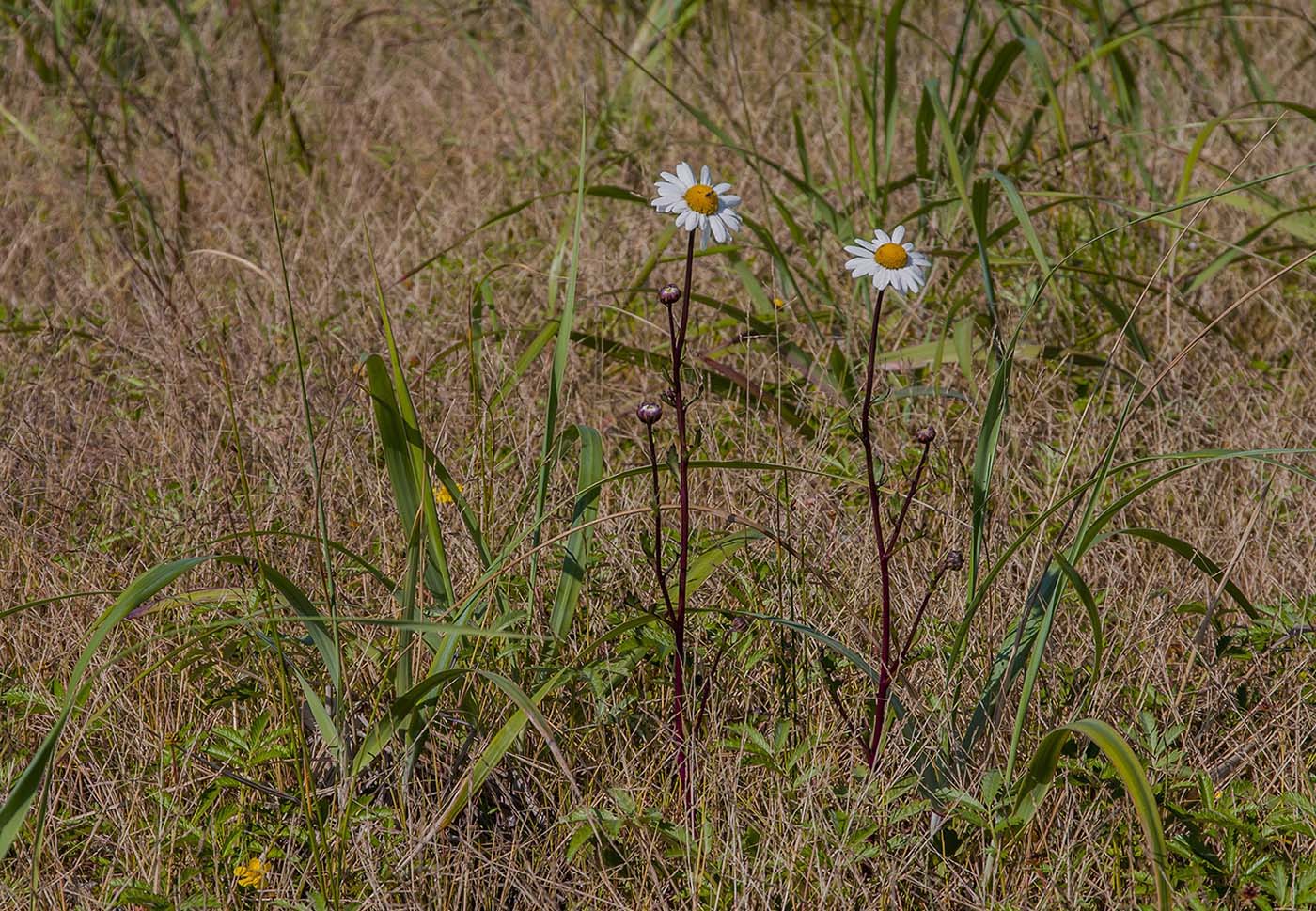 Изображение особи семейство Asteraceae.