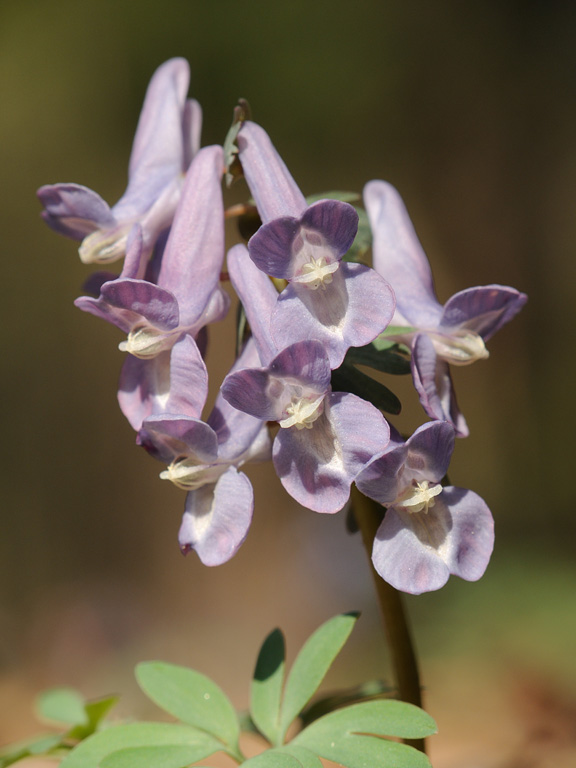 Изображение особи Corydalis solida.