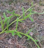 Lycopodium clavatum