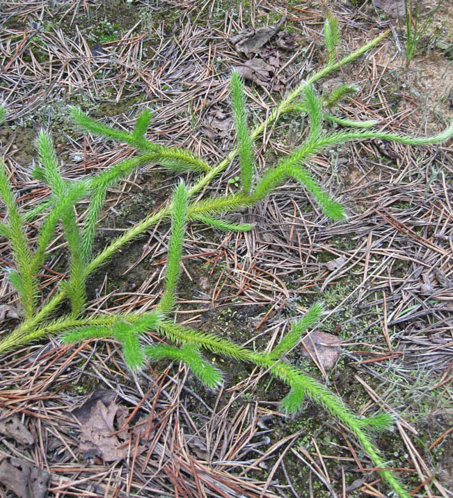 Изображение особи Lycopodium clavatum.