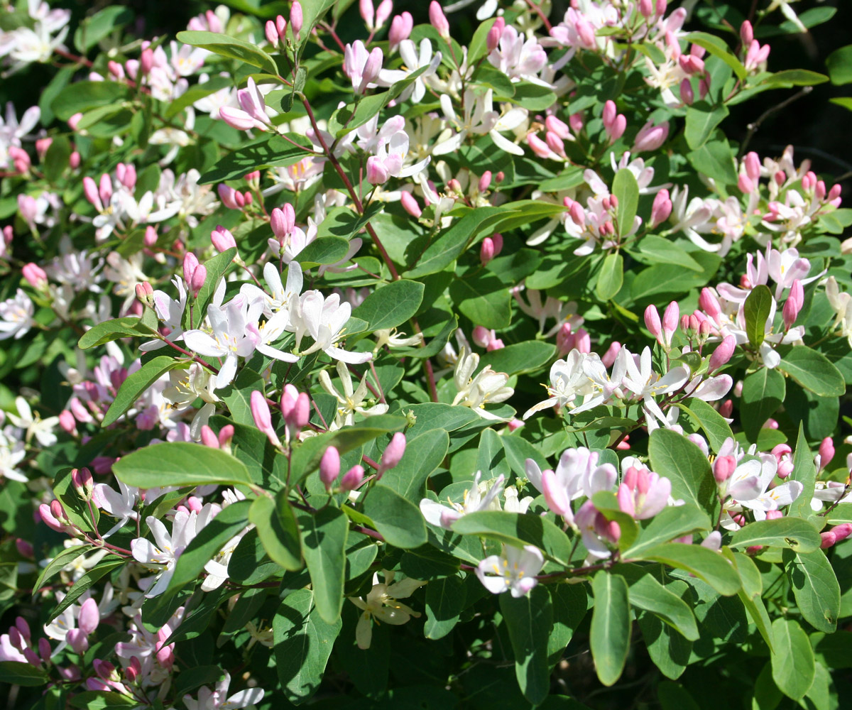 Image of Lonicera tatarica specimen.