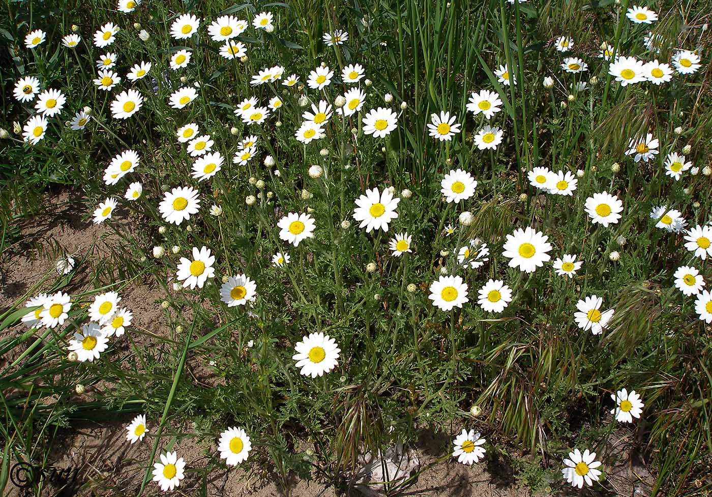 Image of genus Anthemis specimen.