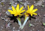 Colchicum luteum