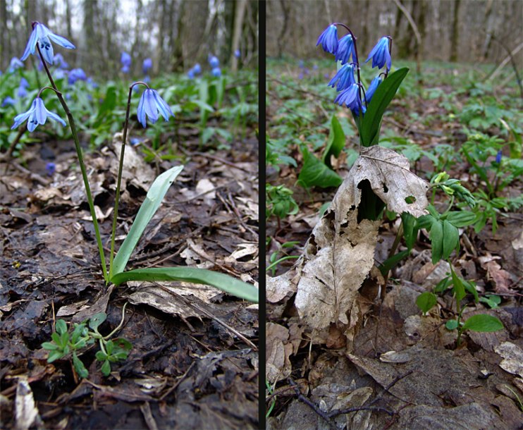 Изображение особи Scilla siberica.