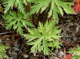 Geranium pratense. Листья. Германия, г. Дюссельдорф, Ботанический сад университета. 02.06.2014.