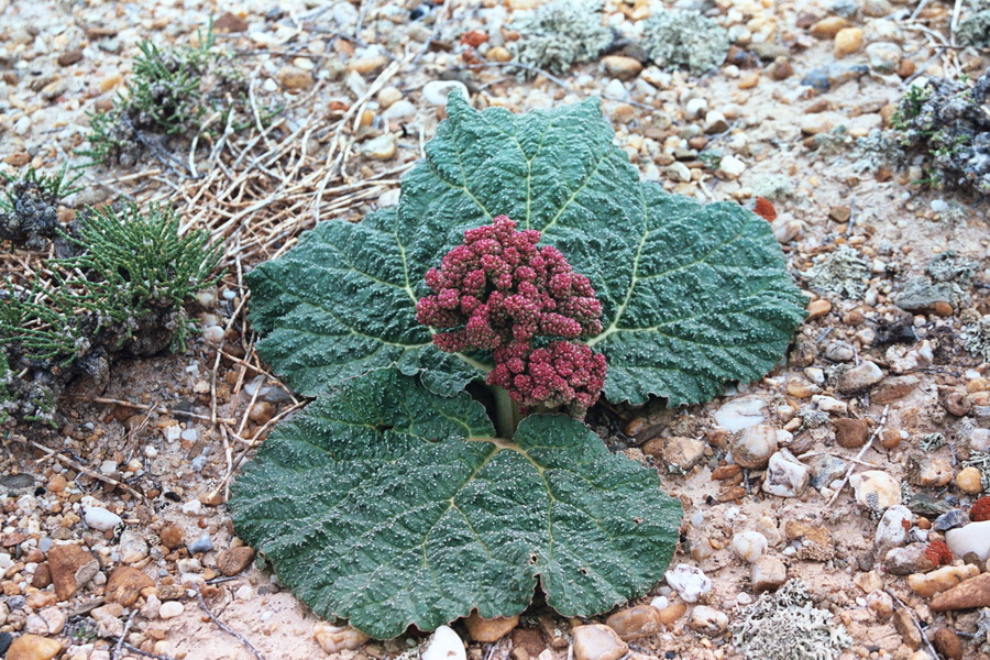 Image of Rheum nanum specimen.