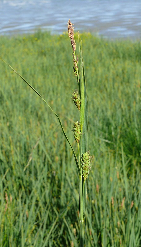 Изображение особи Carex salina.