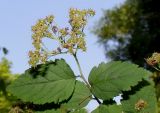 Neillia thyrsiflora