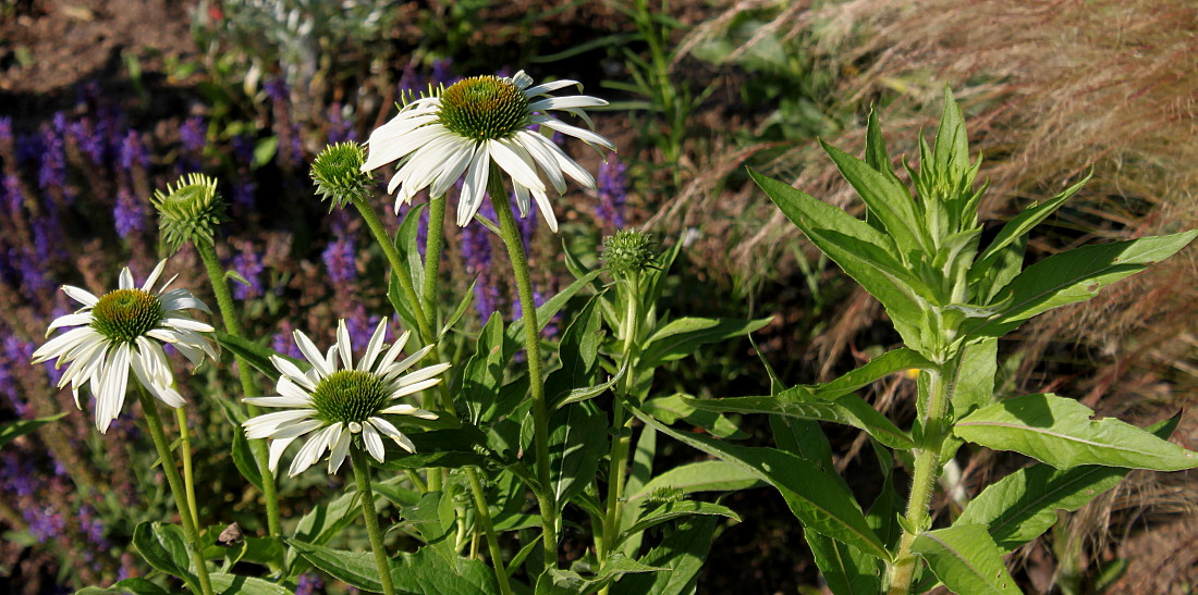 Image of Echinacea purpurea specimen.