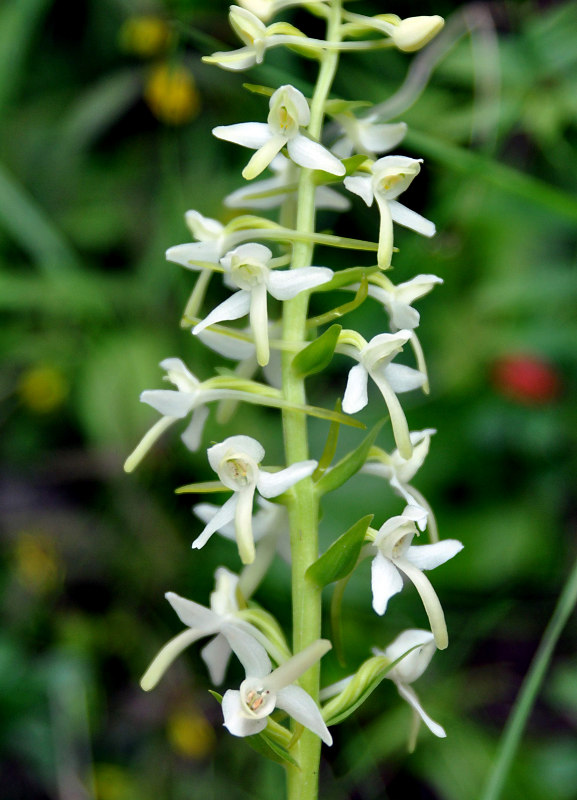 Image of Platanthera bifolia specimen.