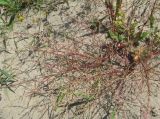Corispermum declinatum. Плодоносящее растение на песчаном склоне. Алтайский край, г. Барнаул. 18.08.2009.