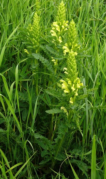 Изображение особи Pedicularis kaufmannii.