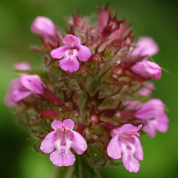 Изображение особи Clinopodium chinense.