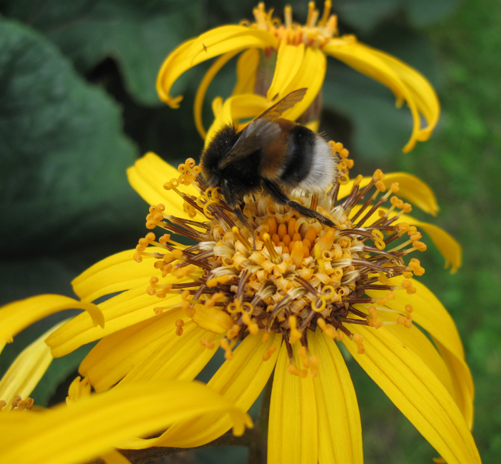 Изображение особи Ligularia dentata.