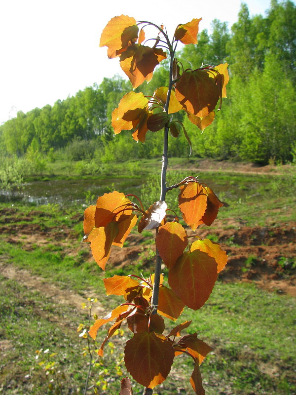 Image of Populus tremula specimen.