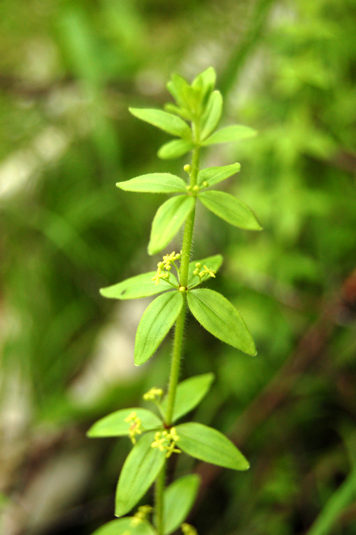 Изображение особи Cruciata krylovii.