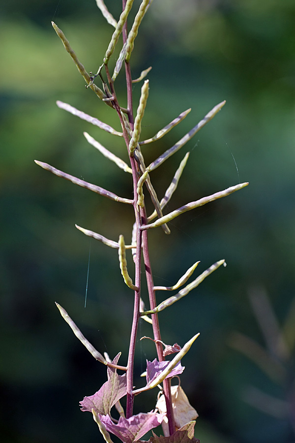 Image of Alliaria petiolata specimen.