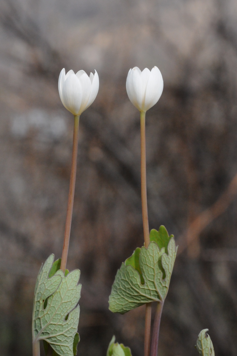 Изображение особи Sanguinaria canadensis.