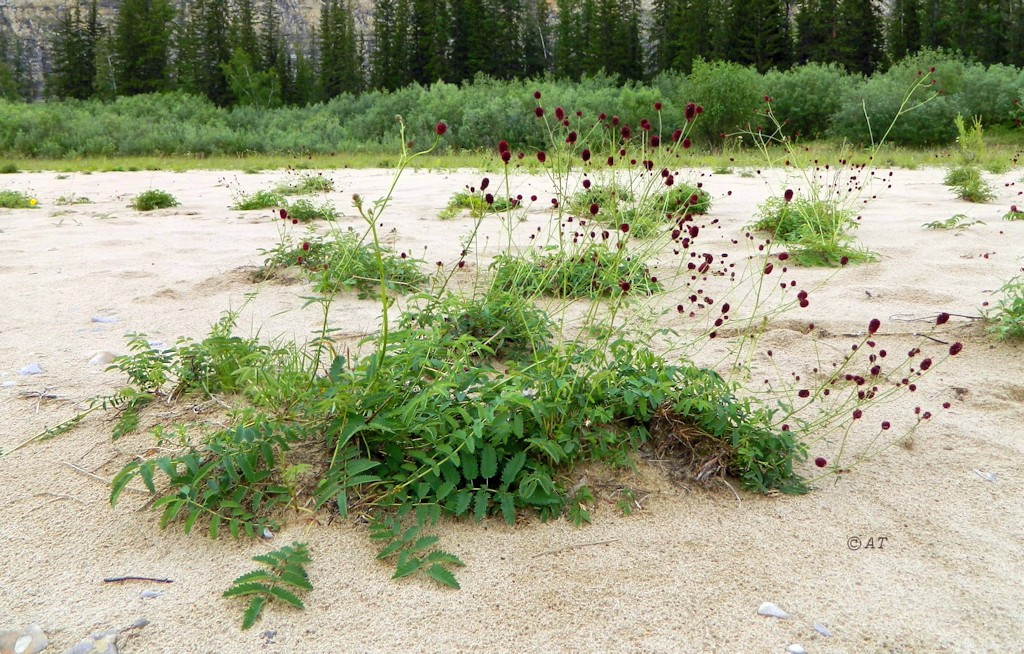 Image of Sanguisorba officinalis specimen.