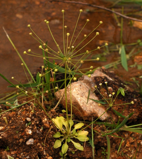 Image of Androsace filiformis specimen.