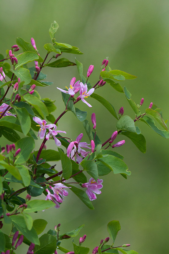 Image of Lonicera tatarica specimen.