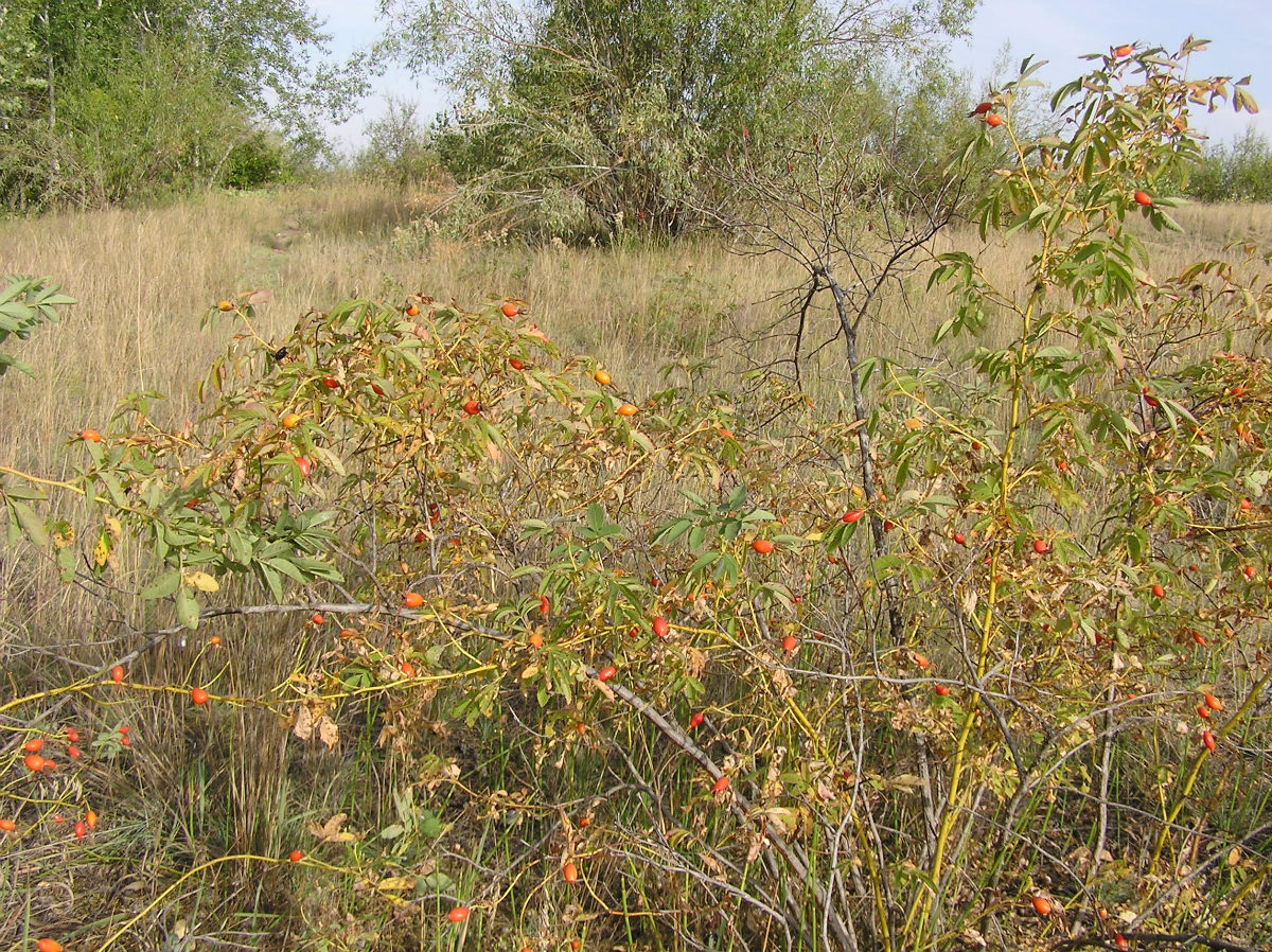 Image of Rosa cinnamomea specimen.