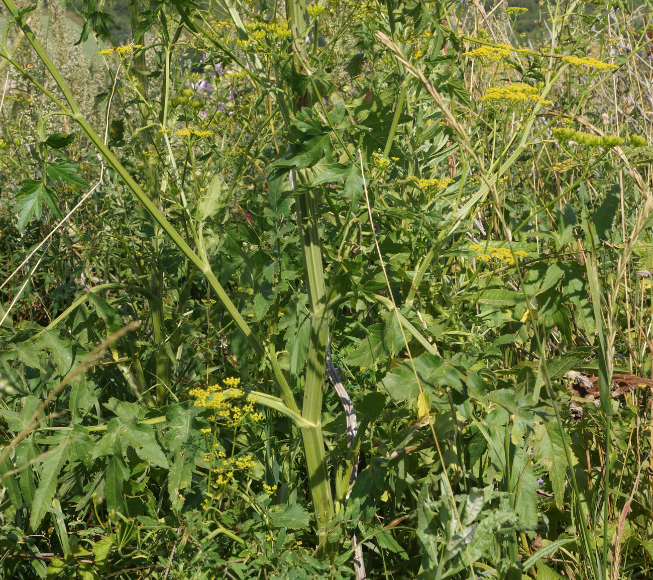 Изображение особи Pastinaca sylvestris.