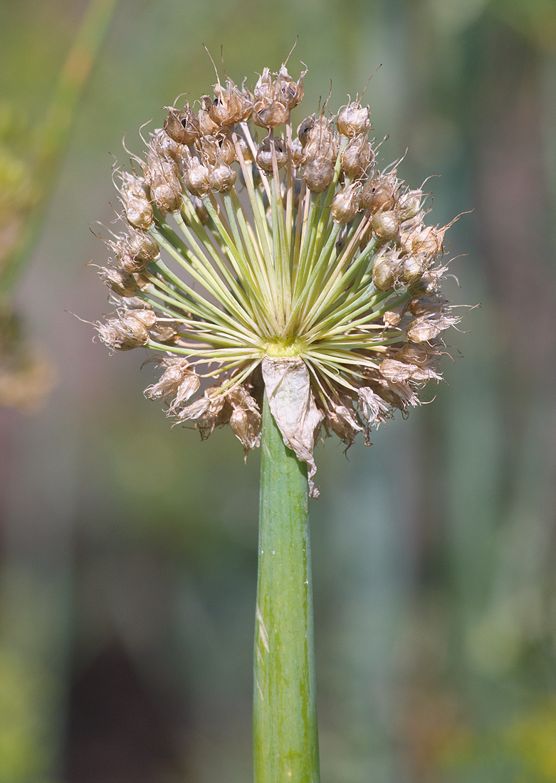 Image of Allium fistulosum specimen.