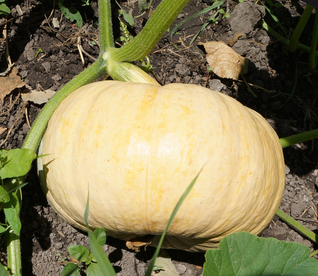 Изображение особи Cucurbita maxima.