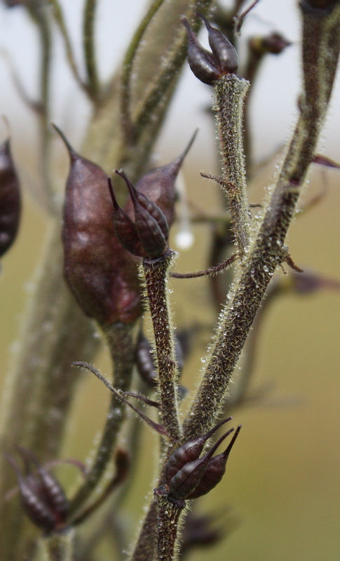 Image of Aconitum leucostomum specimen.