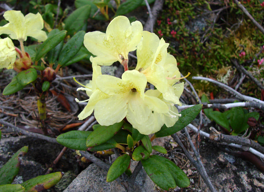 Изображение особи Rhododendron aureum.