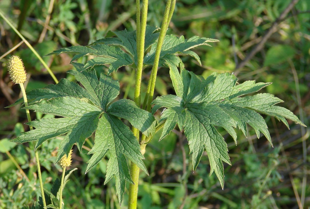 Image of Anemone cylindrica specimen.