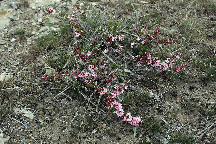 Изображение особи Cerasus tianshanica.