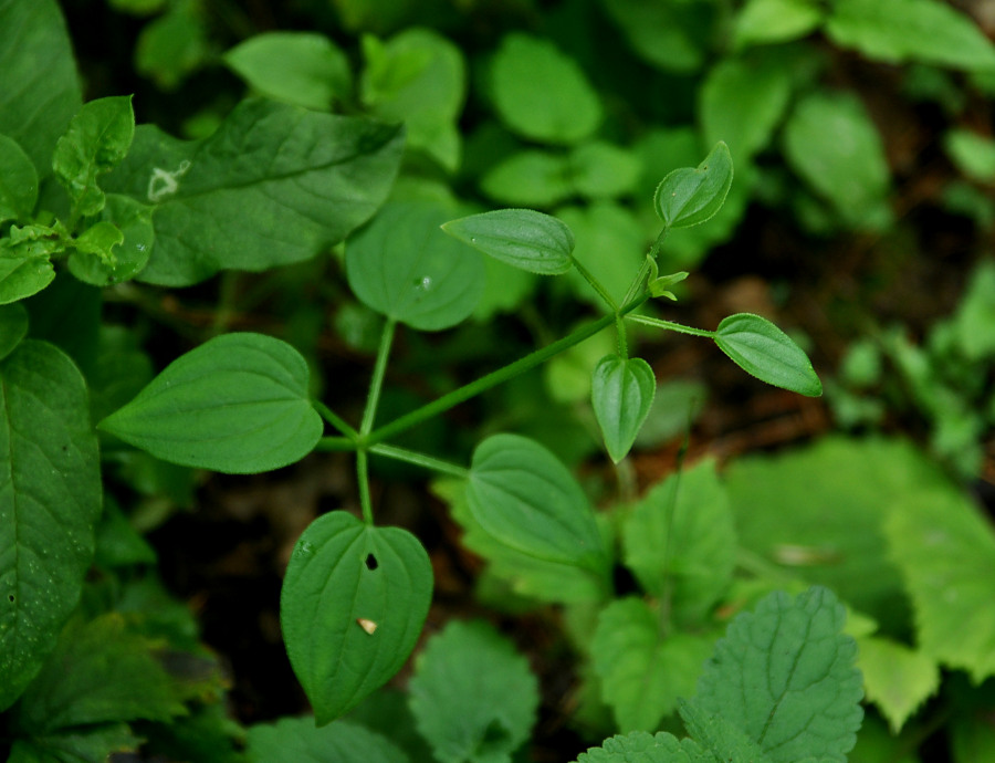 Image of Rubia cordifolia specimen.