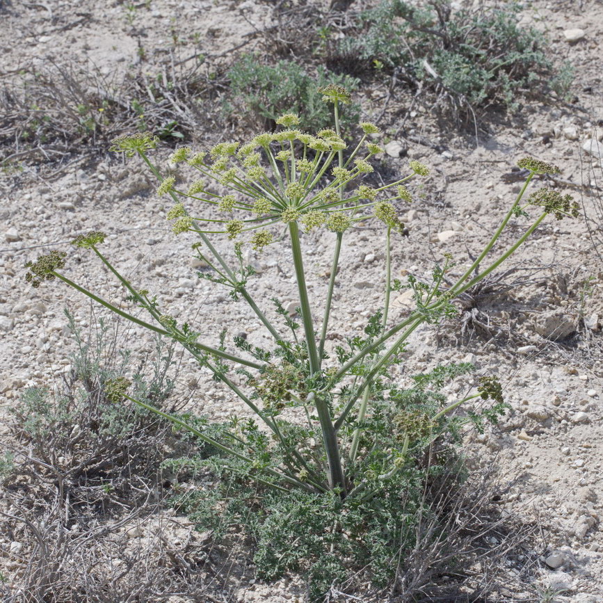 Image of Zosima absinthifolia specimen.