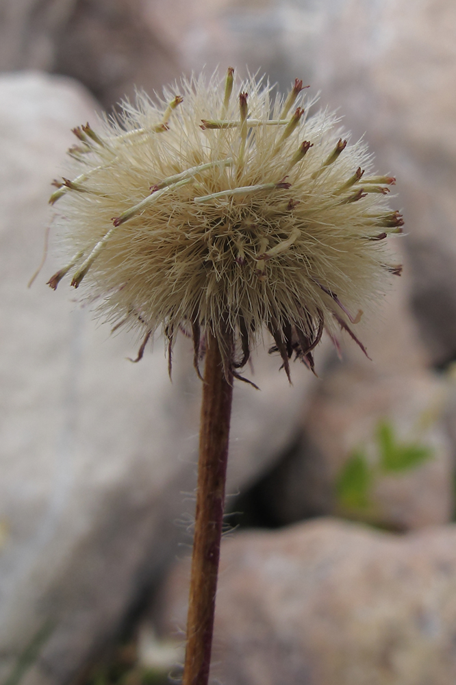 Image of Erigeron uniflorus specimen.