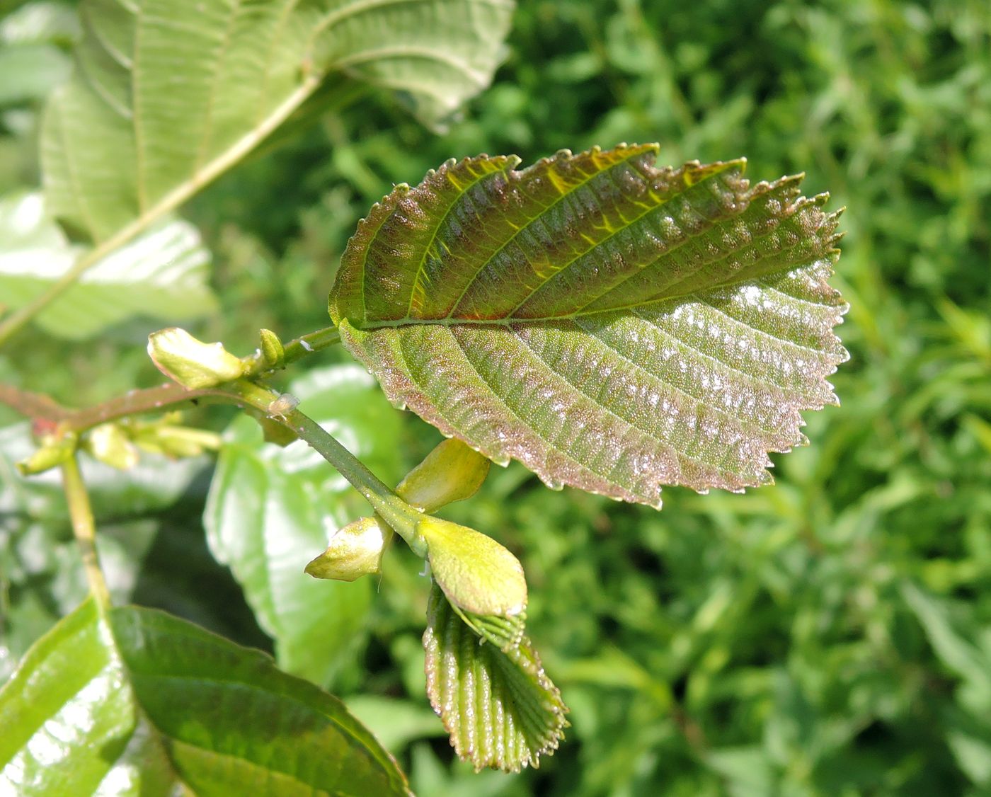 Изображение особи Alnus glutinosa.