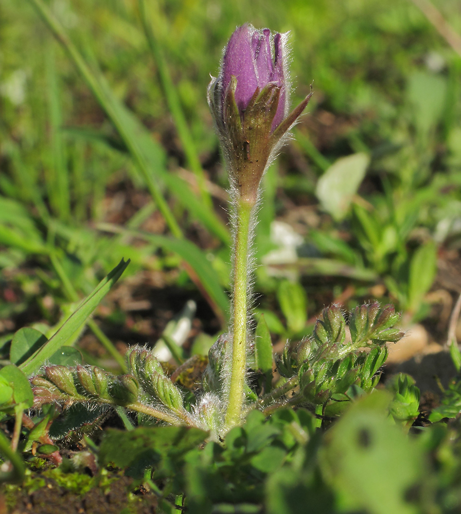 Image of Pulsatilla violacea specimen.