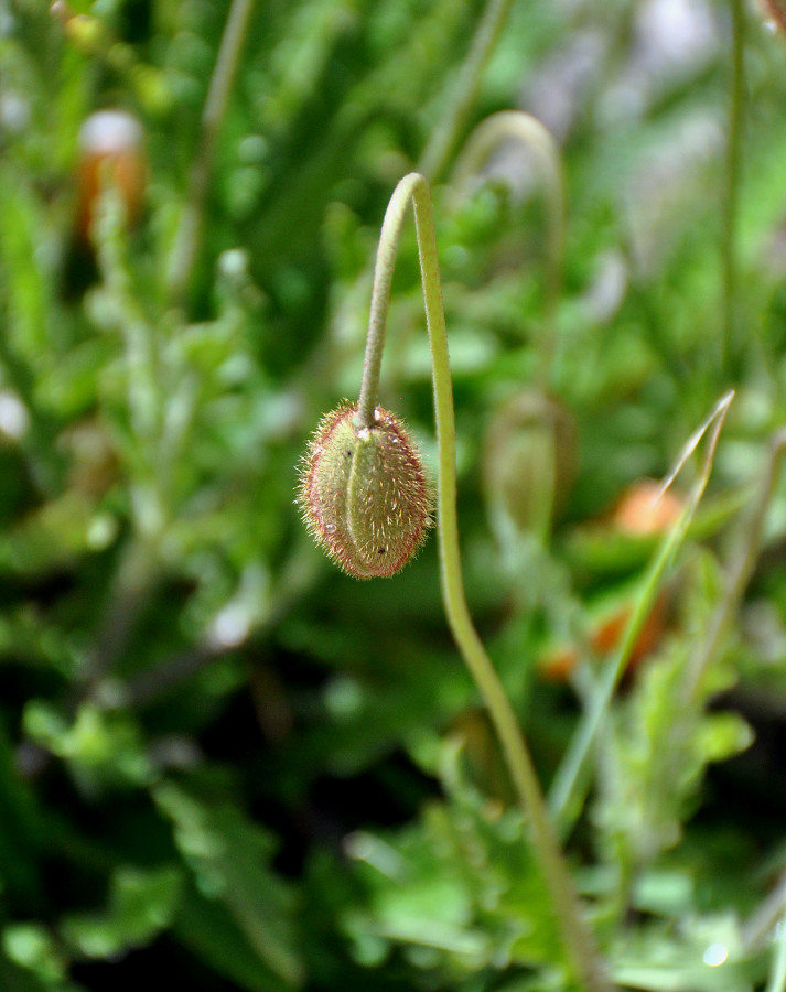 Image of Papaver oreophilum specimen.