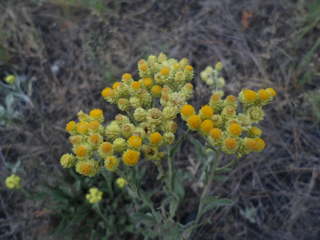 Изображение особи Helichrysum arenarium.