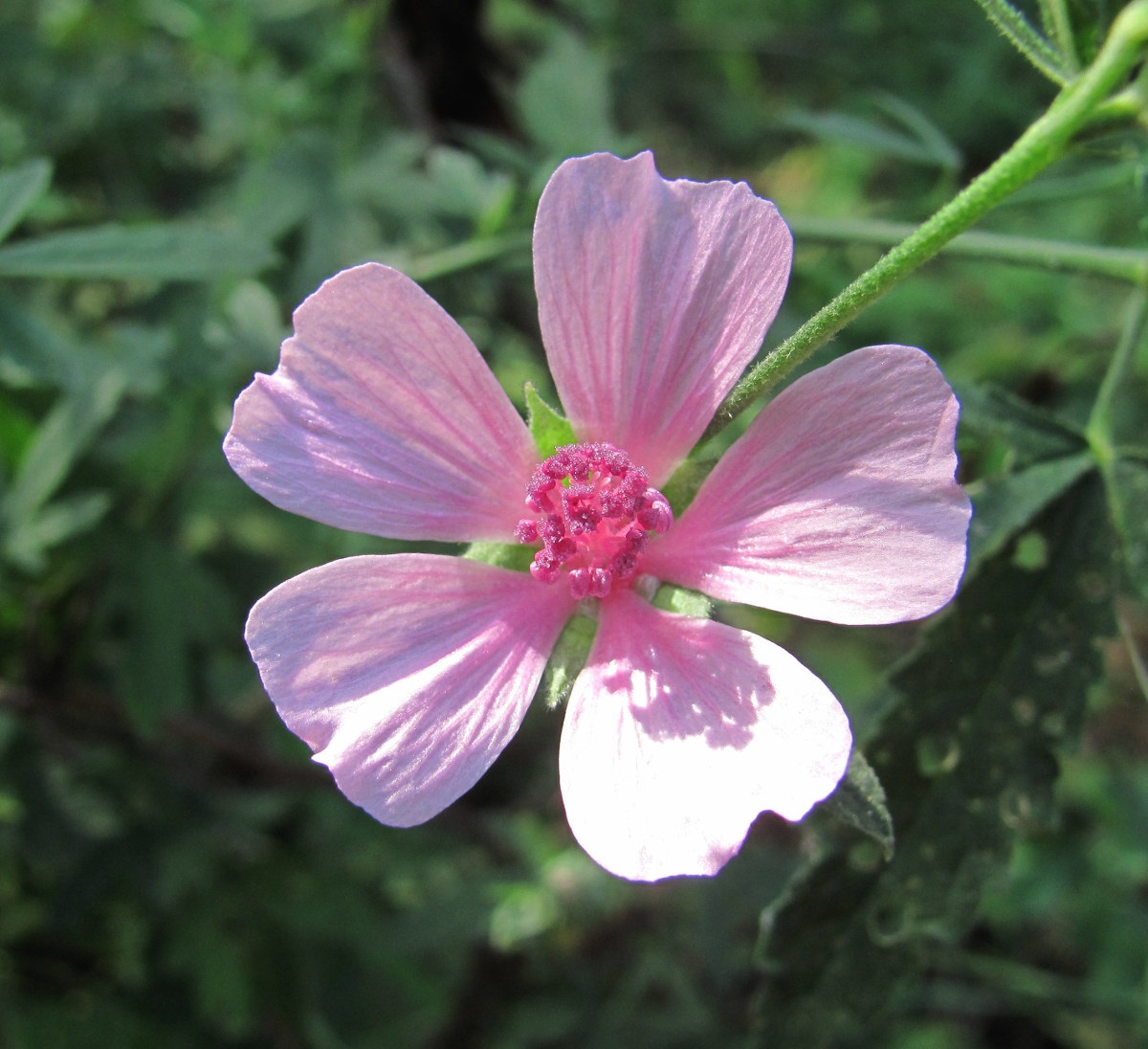 Изображение особи Althaea narbonensis.