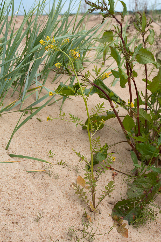 Image of Rorippa palustris specimen.