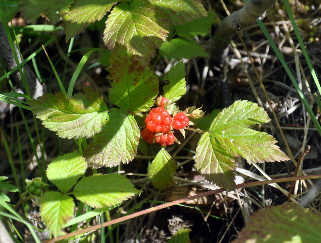 Изображение особи Rubus saxatilis.