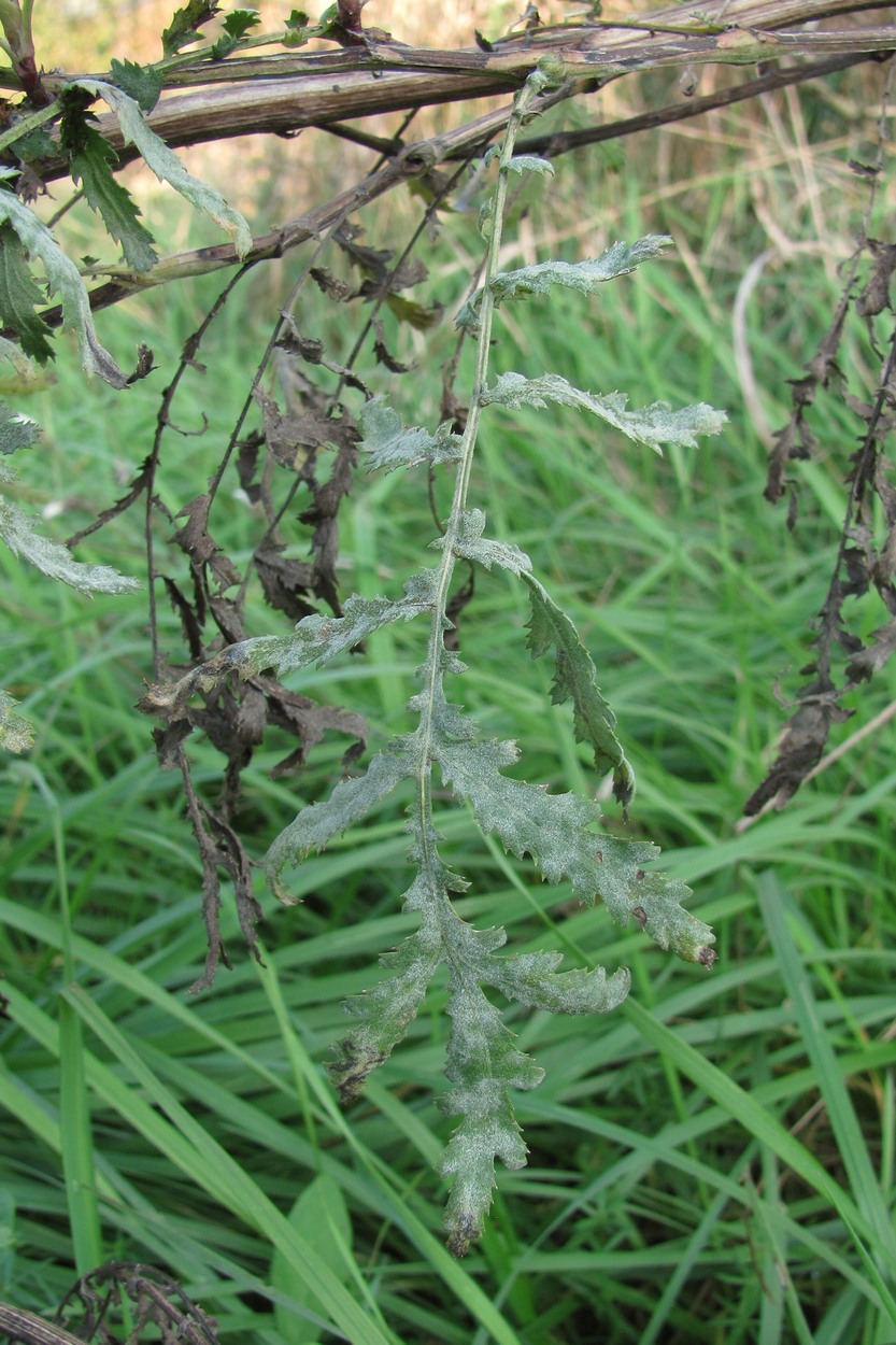 Изображение особи Tanacetum vulgare.